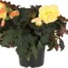 Begonia (Begonia L'Conia Dreams Portofino) D 12 H 20 Cm -Tuin Planten Winkel 8720196571758