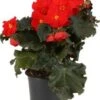 Begonia (Begonia Elatior Grp Dreams Carmen) D 12 H 20 Cm -Tuin Planten Winkel 8720196571772