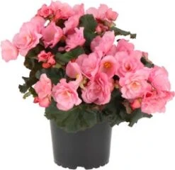 Begonia (Begonia Elator Grp Dreams Glory Pin) D 12 H 20 Cm