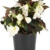 Begonia (Begonia Dreams Beauvilia White) D 12 H 20 Cm