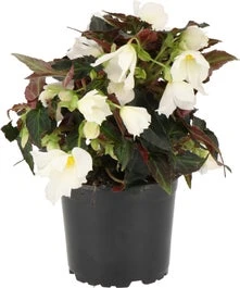 Begonia (Begonia Dreams Beauvilia White) D 12 H 20 Cm