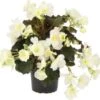 Begonia (Begonia Elatior Dreams Glory White) D 12 H 20 Cm -Tuin Planten Winkel 8720196571857