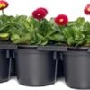 Madeliefje (Bellis Perennis 'Bella Daisy Red') Sixpack D 9 H 12 Cm -Tuin Planten Winkel 8720196573844
