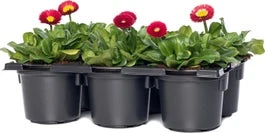 Madeliefje (Bellis Perennis 'Bella Daisy Red') Sixpack D 9 H 12 Cm 3 Madeliefje (Bellis Perennis 'Bella Daisy Red') Sixpack D 9 H 12 Cm