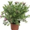 Vleugeltjesbloem (Polygala Myrtifolia) D 19 H 45 Cm 1 Vleugeltjesbloem (Polygala Myrtifolia) D 19 H 45 Cm -Tuin Planten Winkel 8720196575336
