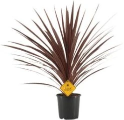 Geluksplant (Cordyline Australis 'Redstar') D 25 H 100 Cm
