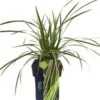 Japanse Zegge (Carex Morrowii 'Goldband') D 17 H 45 Cm -Tuin Planten Winkel 8720196592500
