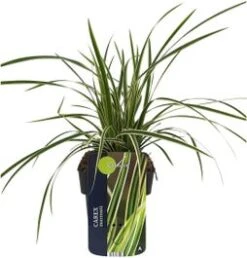 Japanse Zegge (Carex Morrowii 'Goldband') D 17 H 45 Cm
