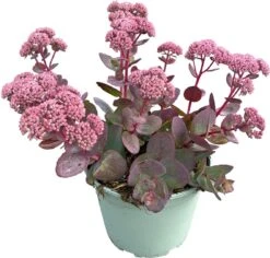 Hemelsleutel (Sedum Spectabile 'Seduction Cherry') D 17 H 40 Cm -Tuin Planten Winkel 8720196594276 2
