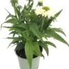 Zonnehoed (Echinacea Purpurea 'SunSeekers White') D 17 H 40 Cm -Tuin Planten Winkel 8720196595150