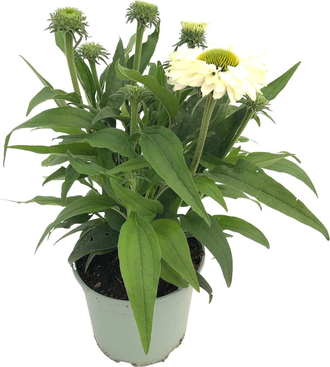 Zonnehoed (Echinacea Purpurea 'SunSeekers White') D 17 H 40 Cm 3 Zonnehoed (Echinacea Purpurea 'SunSeekers White') D 17 H 40 Cm