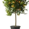 Kumquat (Citrus Sinensis 'Kumquat') D 26 H 140 Cm -Tuin Planten Winkel 8720196597079 1