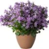 Klokjesbloem (Campanula 'Ambella Intens Purple') D 10,5 H 22,5 Cm 2 Klokjesbloem (Campanula 'Ambella Intens Purple') D 10,5 H 22,5 Cm -Tuin Planten Winkel 8720196604005 0