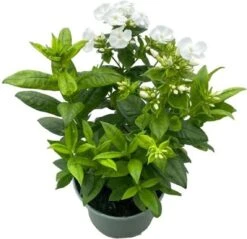 Vlambloem (Phlox Paniculata 'Danielle') D 17 H 35 Cm