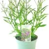 IJzerhard (Verbena Bonariensis) D 17 H 60 Cm -Tuin Planten Winkel 8720196607877