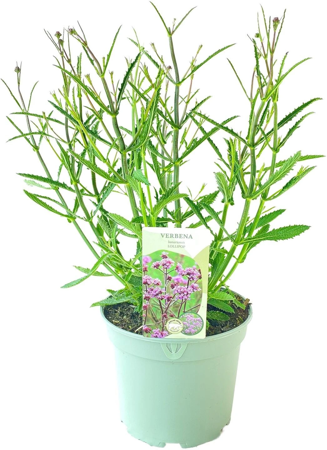 IJzerhard (Verbena Bonariensis) D 17 H 60 Cm 3 IJzerhard (Verbena Bonariensis) D 17 H 60 Cm