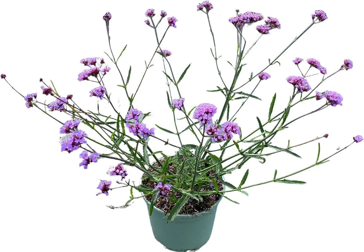 IJzerhard (Verbena Bonariensis) D 17 H 60 Cm 4 IJzerhard (Verbena Bonariensis) D 17 H 60 Cm - Afbeelding 2