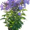 Vlambloem (Phlox Paniculata 'Old Blue') D 17 H 60 Cm -Tuin Planten Winkel 8720196608089