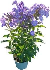 Vlambloem (Phlox Paniculata 'Old Blue') D 17 H 60 Cm