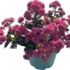 Hemelsleutel (Sedum 'Seduction Rose Soiree') D 17 H 30 Cm -Tuin Planten Winkel 8720196608102