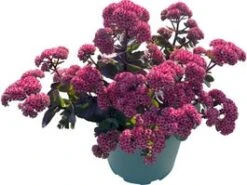Hemelsleutel (Sedum 'Seduction Rose Soiree') D 17 H 30 Cm