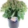 Hemelsleutel (Sedum 'Seduction Rose Charm') D 17 H 30 Cm -Tuin Planten Winkel 8720196608119