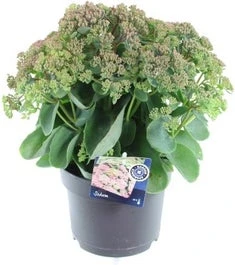 Hemelsleutel (Sedum 'Seduction Rose Charm') D 17 H 30 Cm