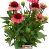 Zonnehoed (Echinacea Purpurea 'SunSeekers Watermelon') D 17 H 35 Cm -Tuin Planten Winkel 8720196609888