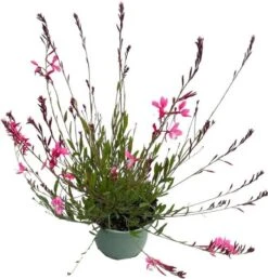 Lindheimers Prachtkaars (Gaura Lindheimeri 'Siskiyou Pink') D 17 H 45 Cm -Tuin Planten Winkel 8720196609925 2