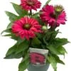 Zonnehoed (Echinacea Purpurea 'SunSeekers Sweet Fuchsia') D 17 H 30 Cm 2 Zonnehoed (Echinacea Purpurea 'SunSeekers Sweet Fuchsia') D 17 H 30 Cm -Tuin Planten Winkel 8720196610280