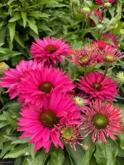 Zonnehoed (Echinacea Purpurea 'SunSeekers Sweet Fuchsia') D 17 H 30 Cm -Tuin Planten Winkel 8720196610280 2