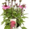 Zonnehoed (Echinacea Purpurea 'SunSeekers Bubblelicious') D 17 H 35 Cm