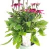 Zonnehoed (Echinacea Purpurea 'SunSeekers Purple Candy') D 17 H 35 Cm -Tuin Planten Winkel 8720196610341