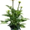 Zonnehoed (Echinacea Purpurea 'Sunseekers Yellow Improved') D 17 H 35 Cm