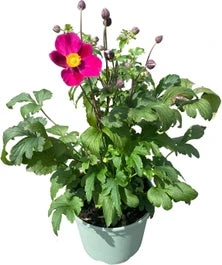 Herfstanemoon (Anemone Hupehensis 'Fantasy Red Riding Hood') D 17 H 50 Cm 3 Herfstanemoon (Anemone Hupehensis 'Fantasy Red Riding Hood') D 17 H 50 Cm