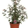 Bellenplant (Fuchsia) Piramide D 17 H 60 Cm -Tuin Planten Winkel 8720196611225