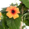 Suzanne Met De Mooie Ogen (Thunbergia) D 19 H 80 Cm