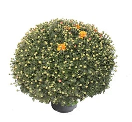 Bolchrysant (Chrysanthemum) Bruin D 19 H 45 Cm 3 Bolchrysant (Chrysanthemum) Bruin D 19 H 45 Cm