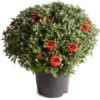 Bolchrysant (Chrysanthemum) Rood D 19 H 45 Cm -Tuin Planten Winkel 8720196663101