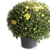 Bolchrysant (Chrysanthemum) Geel D 19 H 45 Cm -Tuin Planten Winkel 8720196663118