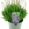 Lavendel (Lavandula Angustifolia 'Munstead') D 17 H 30 Cm -Tuin Planten Winkel 8720196663415