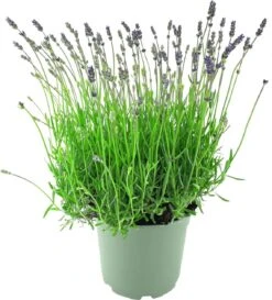 Lavendel (Lavandula Angustifolia 'Munstead') D 17 H 30 Cm -Tuin Planten Winkel 8720196663415 2