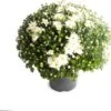 Bolchrysant (Chrysanthemum) Wit D 19 H 45 Cm -Tuin Planten Winkel 8720196666447