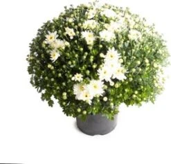 Bolchrysant (Chrysanthemum) Wit D 19 H 45 Cm