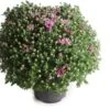 Bolchrysant (Chrysanthemum) Paars D 19 H 45 Cm -Tuin Planten Winkel 8720196666454