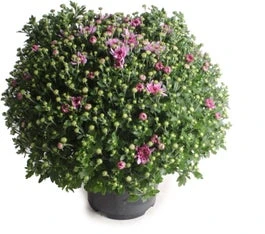 Bolchrysant (Chrysanthemum) Paars D 19 H 45 Cm 2 Bolchrysant (Chrysanthemum) Paars D 19 H 45 Cm