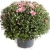 Bolchrysant (Chrysanthemum) Roze D 19 H 45 Cm -Tuin Planten Winkel 8720196666461