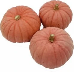 Pompoen (Cucurbita 'Miss Sophie Pink') D 20 Cm