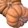 Muskaatpompoen (Cucurbita 'Muscate Du Provence') D 13 Cm -Tuin Planten Winkel 8720196669028 0