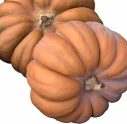 Muskaatpompoen (Cucurbita 'Muscate Du Provence') D 13 Cm